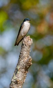 Preview wallpaper tree swallow, swallow, bird, wildlife