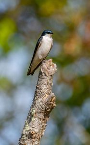 Preview wallpaper tree swallow, swallow, bird, wildlife