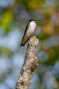 Preview wallpaper tree swallow, swallow, bird, wildlife