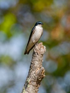 Preview wallpaper tree swallow, swallow, bird, wildlife