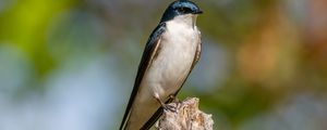 Preview wallpaper tree swallow, swallow, bird, wildlife