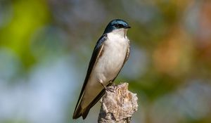 Preview wallpaper tree swallow, swallow, bird, wildlife