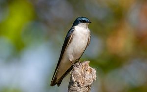 Preview wallpaper tree swallow, swallow, bird, wildlife