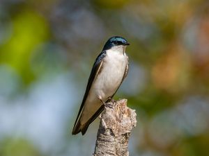 Preview wallpaper tree swallow, swallow, bird, wildlife