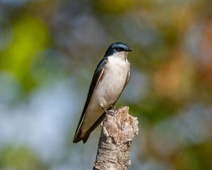 Preview wallpaper tree swallow, swallow, bird, wildlife