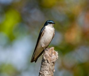 Preview wallpaper tree swallow, swallow, bird, wildlife