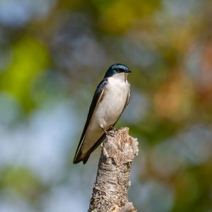 Preview wallpaper tree swallow, swallow, bird, wildlife