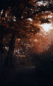 Preview wallpaper tree, trail, leaves, autumn, nature