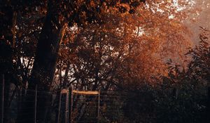 Preview wallpaper tree, trail, leaves, autumn, nature