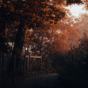 Preview wallpaper tree, trail, leaves, autumn, nature