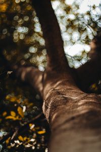 Preview wallpaper tree, trunk, bark, macro, blur