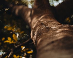 Preview wallpaper tree, trunk, bark, macro, blur