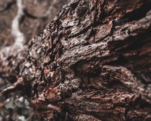 Preview wallpaper tree, trunk, bark, texture, brown