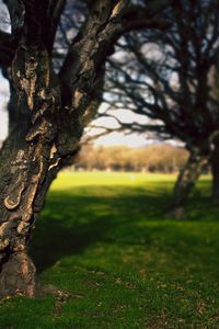 Preview wallpaper tree, trunk, bark, crinkles, park, summer