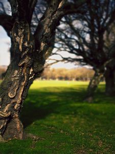 Preview wallpaper tree, trunk, bark, crinkles, park, summer