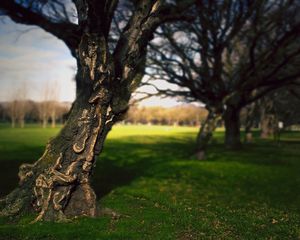 Preview wallpaper tree, trunk, bark, crinkles, park, summer