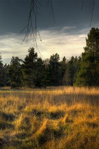 Preview wallpaper tree, trunk, birch, fir-trees, grass, faded, edge