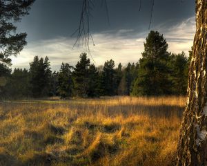 Preview wallpaper tree, trunk, birch, fir-trees, grass, faded, edge