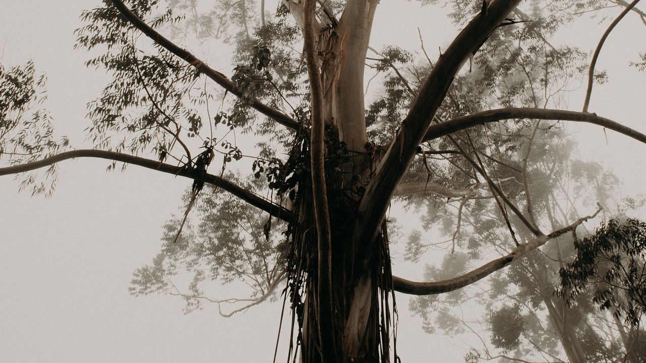 Wallpaper tree, trunk, branches, crown, fog