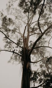 Preview wallpaper tree, trunk, branches, crown, fog