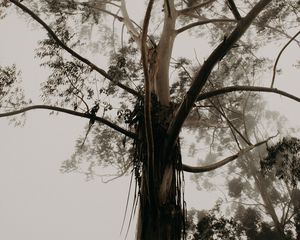 Preview wallpaper tree, trunk, branches, crown, fog