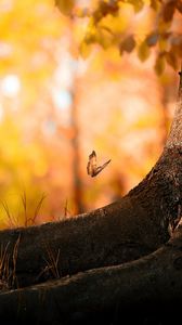 Preview wallpaper tree, trunk, butterfly, herbs