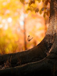 Preview wallpaper tree, trunk, butterfly, herbs