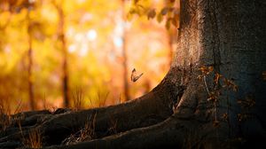 Preview wallpaper tree, trunk, butterfly, herbs