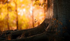 Preview wallpaper tree, trunk, butterfly, herbs