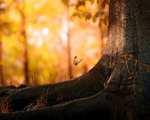 Preview wallpaper tree, trunk, butterfly, herbs