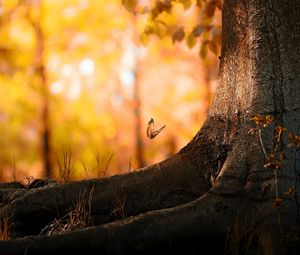 Preview wallpaper tree, trunk, butterfly, herbs