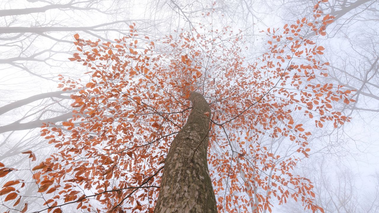 Wallpaper tree, trunk, crown, fog, branches, leaves