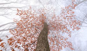 Preview wallpaper tree, trunk, crown, fog, branches, leaves