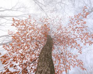 Preview wallpaper tree, trunk, crown, fog, branches, leaves