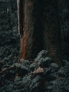 Preview wallpaper tree, trunk, fern, forest, nature