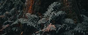 Preview wallpaper tree, trunk, fern, forest, nature