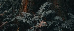 Preview wallpaper tree, trunk, fern, forest, nature