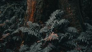 Preview wallpaper tree, trunk, fern, forest, nature