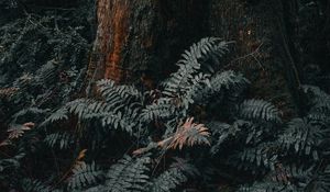 Preview wallpaper tree, trunk, fern, forest, nature