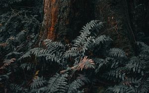 Preview wallpaper tree, trunk, fern, forest, nature