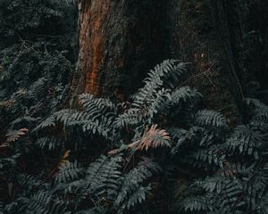 Preview wallpaper tree, trunk, fern, forest, nature