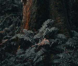 Preview wallpaper tree, trunk, fern, forest, nature