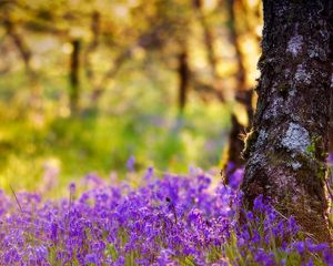 Preview wallpaper tree, trunk, flowers, summer