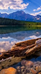 Preview wallpaper tree, trunk, fragments, lake, water smooth surface, reflection