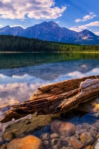 Preview wallpaper tree, trunk, fragments, lake, water smooth surface, reflection