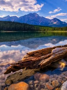 Preview wallpaper tree, trunk, fragments, lake, water smooth surface, reflection