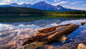 Preview wallpaper tree, trunk, fragments, lake, water smooth surface, reflection