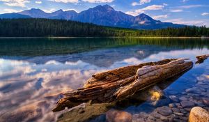 Preview wallpaper tree, trunk, fragments, lake, water smooth surface, reflection