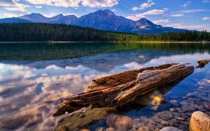 Preview wallpaper tree, trunk, fragments, lake, water smooth surface, reflection