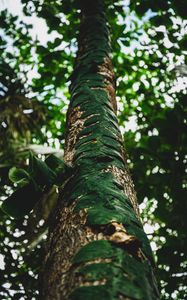 Preview wallpaper tree, trunk, leaves, plant